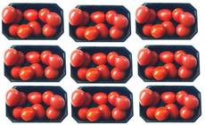 Tomaten-9x9.jpg